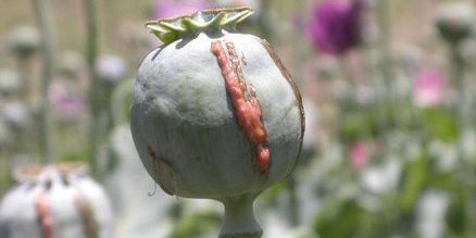 نبرد هژمونيكی قدرت ها