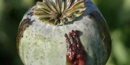 ناامنی و مواد مخدر