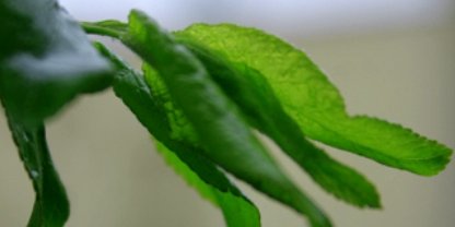 کابل پرس، نوروز و سال نو خورشیدی را به خوانندگان تبریک می گوید