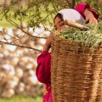 Hazara_land_Ghazni9 Hazara_land_Ghazni9