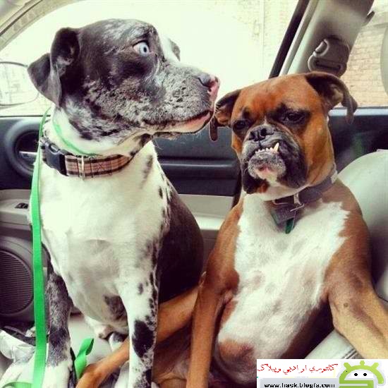 local/cache-vignettes/L550xH550/D8AF-D8A7D988D98-01235eed-f767d.jpg?1748130300